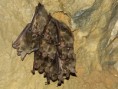 /album/cicavce/p1170971-jpg/