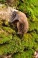 /album/cicavce/dsc-7418-min-jpg/